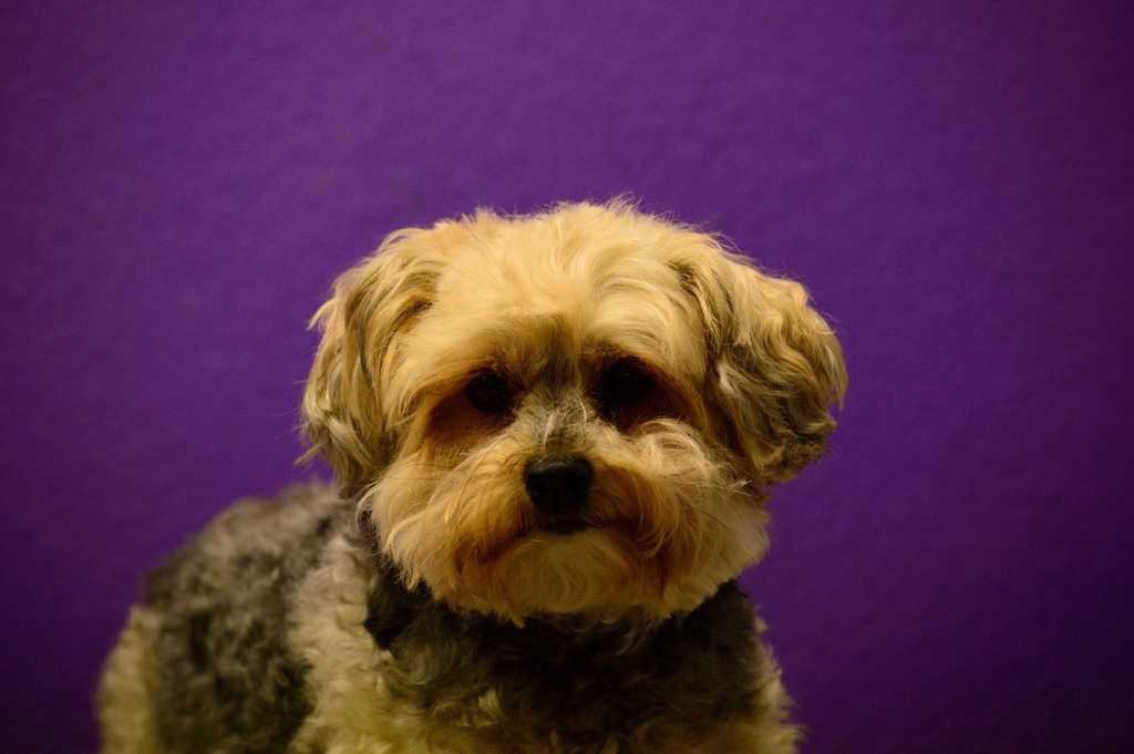 %_tempFileNameChachy%